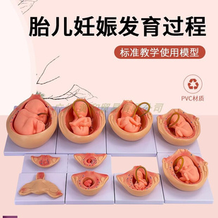 胎儿妊娠发育过程模型优生w优育模型自然N大妊娠胚胎发育胎儿