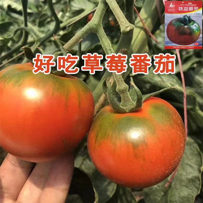 水果草莓番茄种子超甜番茄苗东北铁皮柿子种籽阳台大田春秋冬四季