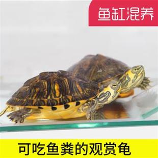 黄耳龟深水龟鱼缸混养小乌龟观赏龟火焰龟小宠物龟吃粪龟清洁龟