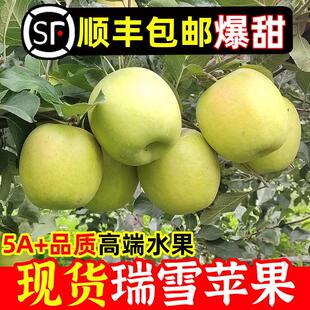 陕西白水瑞雪苹果瑞阳新鲜水果高端应季 纯甜多汁玫礼盒青苹apple
