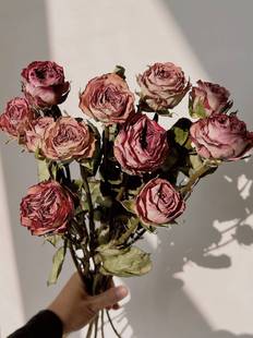 云南天然玫瑰干花真花花束卡布奇诺客厅家居桌面插花装 饰摆件送人
