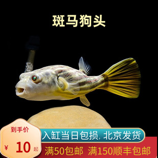 斑马狗头鱼人工鱼苗河豚鱼热带鱼潜水艇活体观赏鱼宠物网红鱼北京