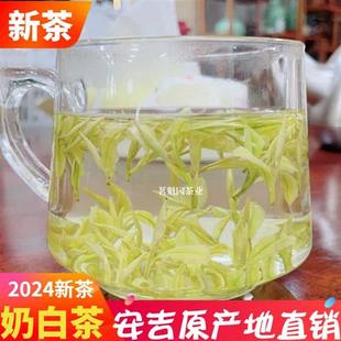 2024新茶黄金奶白茶明前特级绿茶叶白茶安吉黄金芽礼盒散装 原产地