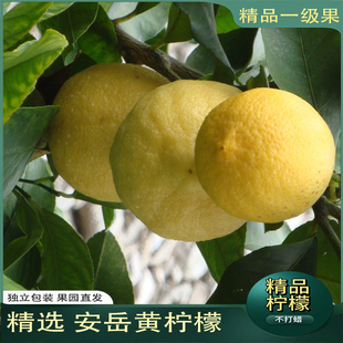 四川安岳黄柠檬应季 水果奶茶店一级孕妇水果新鲜采摘独立包装 包邮