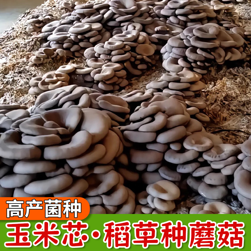 平菇玉米芯稻草秸秆种蘑菇食用菌菌种栽培种养殖户家庭种植三级种