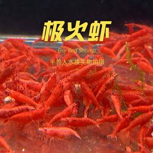 鱼缸清理虾 极火虾公母混捞可繁殖淡水观赏虾集火非烤漆除藻