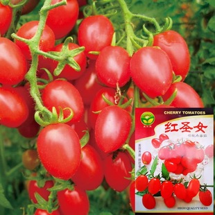 小番茄种子红圣女果种籽樱桃西红柿水果盆栽四季 蔬菜种籽子大全