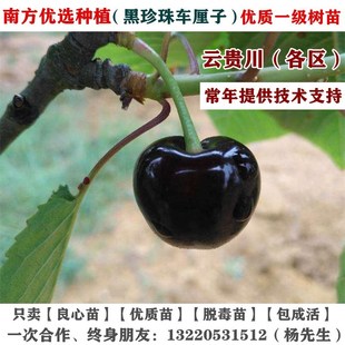 南方大樱桃树苗黑珍珠车厘子苗云南四川贵州种植盆栽地栽当年结果