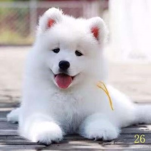 杭州萨摩耶幼犬纯种萨摩耶犬活体微笑天使萨摩耶小狗雪橇犬哈士奇