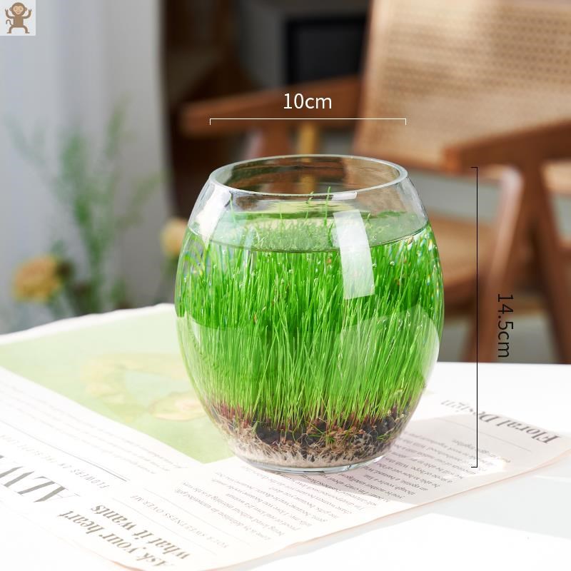 生态diy水生植物瓶精致缸懒人自小打理鱼缸循环 免生态微景生态