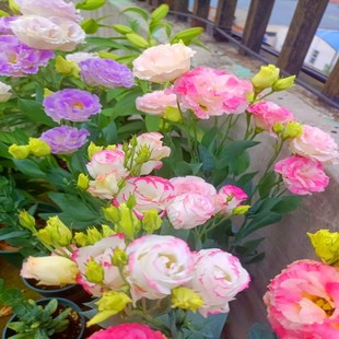 洋桔梗花种子多季 开花室内室外阳台易活观赏花卉盆栽花种籽花籽