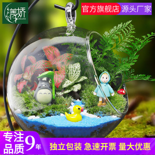 12cm苔藓新鲜植物迷你小盆栽 幼儿园桌面微景观生态玻璃瓶diy材料