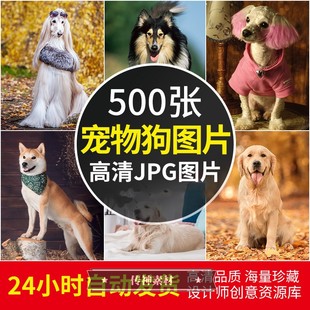 高清宠物狗图片萌宠金毛泰迪萨摩柯基法斗纳瑞名犬设计图JPG素材