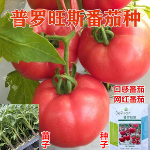 进口普罗旺斯西红柿种子番茄蔬菜种籽产量高口感好酸甜鲜食可生吃