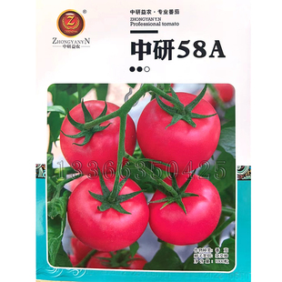 中研58A番茄种子 春秋浅粉大果西红柿种子抗TY叶霉病番茄蔬菜种子