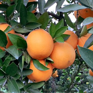 当季 新鲜水果脐橙10斤精品大果橙子孕妇小孩整箱新宁崀山果园直发