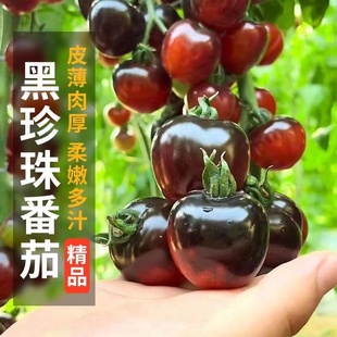 黑珍珠樱桃番茄种子四季 阳台盆栽易种植黑宝石番茄水果型蔬菜种子