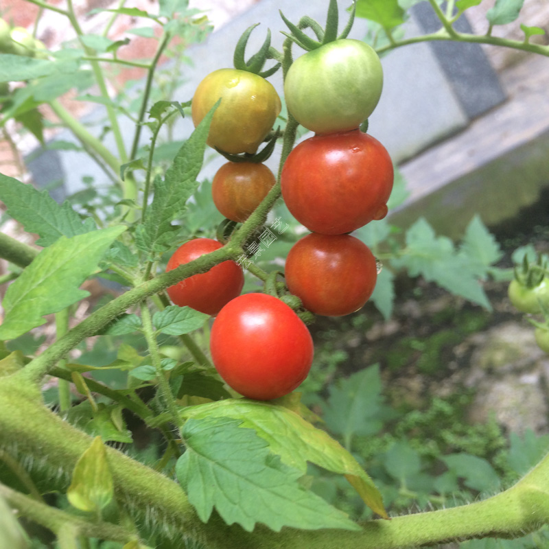 老品种小番茄小西红柿农家酸味道番茄可留种庭院阳台蔬菜种子种苗