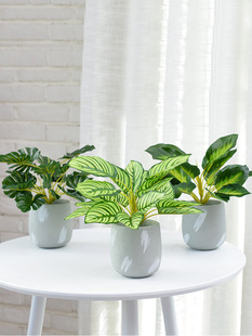 创意家居室内仿真植物装 饰摆件客厅花桌面假盆栽摆设 北欧ins风格