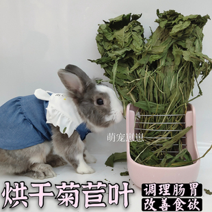 兔子龙猫荷兰猪菊苣叶 兔提高食欲菊苣牧草调理肠胃 烘干菊苣干草