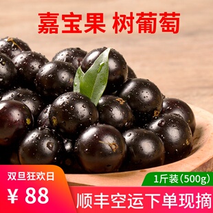 嘉宝果新鲜水果1斤装 新鲜树葡萄稀有水果孕妇罕见水果鲜果高档