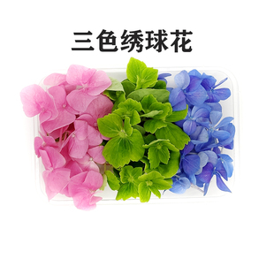新鲜绣球花1盒 粉色 摆盘装 饰三色混合拼装 绿色绣球花瓣 蓝色