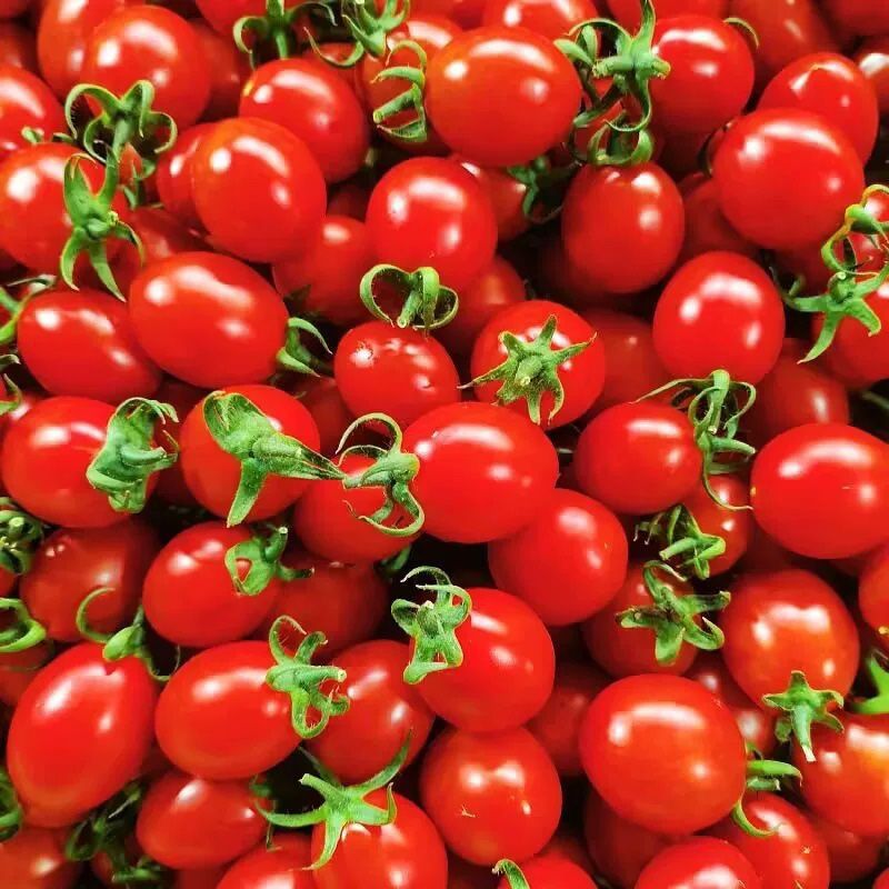 圣女果云南特产新鲜小番茄水果番茄圣女果红果农户露天种植新鲜