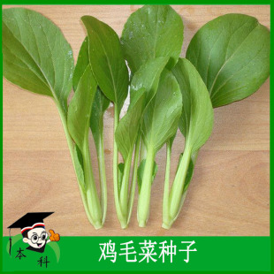 上海鸡毛菜种子油菜青菜种籽蔬菜种孑大全阳台菜园春秋四季 菜籽