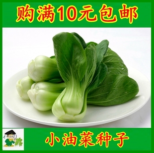 小油菜种子蔬菜种子青菜阳台油冬菜籽苏州青春秋四季 上海青种孑