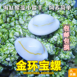 金环宝螺海水鱼缸食藻螺吃褐藻绿藻紫底星螺海缸观赏除藻工具包