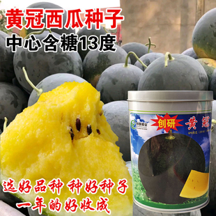 黄冠西瓜种子黑皮黄瓤西瓜种子超甜特大巨型西瓜籽四季 懒汉西瓜