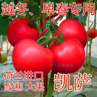 包邮 凯萨 番茄种籽西红柿种子抗病毒粉红耐寒大果高产口感好硬度高
