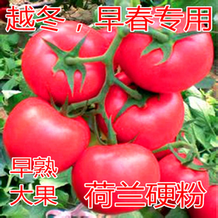 包邮 番茄种子荷兰进口西红柿种籽大果产量高番茄苗口感好荷兰硬粉