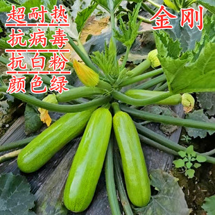 西葫芦种子角瓜种籽蔬菜四季 高产高耐热抗病毒油亮翠绿 包邮 金刚