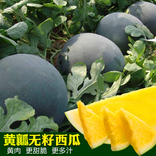 包邮 无籽西瓜种子黑皮黄瓤特大超甜巨型西瓜懒汉水果种籽蔬菜孑