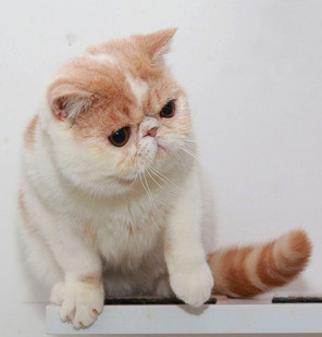 CFA注册猫舍纯种加菲猫 加菲猫种公德芙 集集名猫