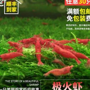 大个红极火虾火焰虾除藻观赏虾E清洁虾易繁殖爆缸鲜艳红色