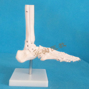 速发人体骨骼模型脚关节模型脚部骨骼模型脚部关节裸关节可拆