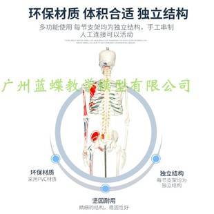 新品 170CM人体骨骼模型骨架170cm医学解剖附肌肉着色瑜伽小白骷髅