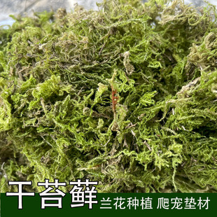 新鲜干苔藓蝴蝶兰花专用水苔青苔铁皮兰花种植育苗营养土爬宠垫材