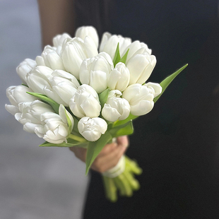 白色郁金香鲜花云南直发带花苞水培插花手棒花真花鲜切花粉色花束