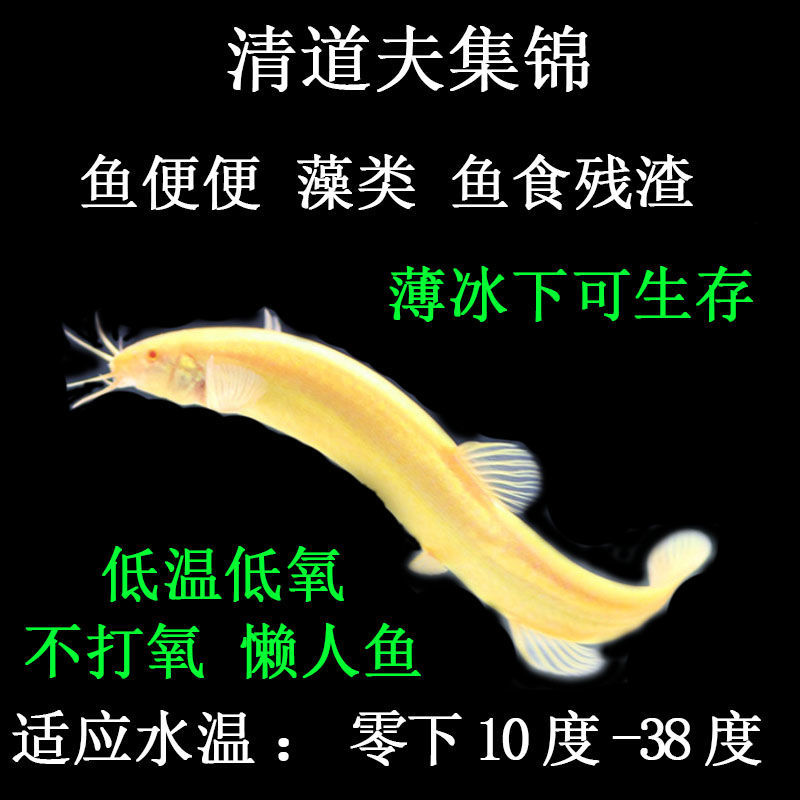 包邮 观赏鱼冷水鱼清洁鱼工具鱼练手鱼黄金泥鳅活体金龙鳅清道夫