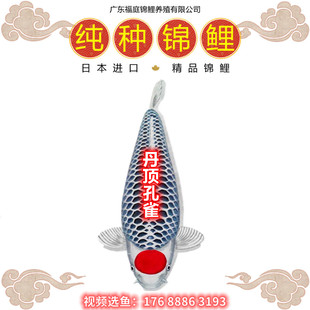 纯种日本进口锦鲤鱼孔雀丹顶孔雀红白巨型大锦鲤观赏鱼苗锦鲤活体