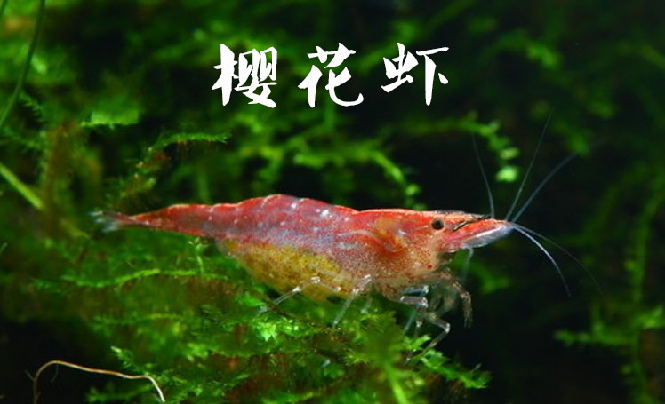 包邮 台湾改良米虾大全清洁宠物虾观赏虾红色黄色蓝色满38