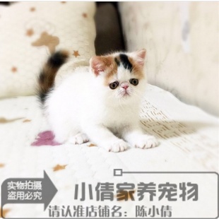 加菲猫宠物猫咪 异国短毛猫 家养纯种短毛 幼猫活体三花梵n