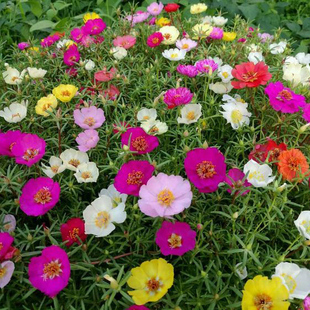 一年每年都开花卉太阳花种子死不了花种籽子四季 播种开花室外庭院