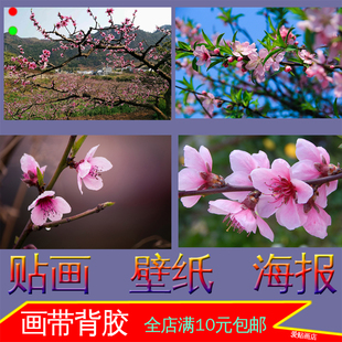 桃花桃树照片海报自然景色粉色花朵装 饰画墙贴画壁纸自粘