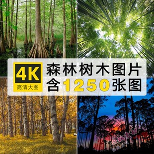 4K高清森林树木图片深山雨林原始老林丛林自然风景摄影照JPG素材