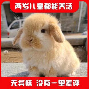 网红宠物兔子霜白垂耳兔活物白色侏儒兔长不大适合小孩子养 宠物
