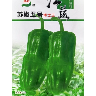 江蔬苏椒五号青椒种子博士王泡椒杂交辣椒薄皮微辣夏季 播种籽10克